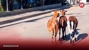Insólito video viral: Tres ovejas se detienen al escuchar el Himno Nacional frente a un centro educativo en San Juan
