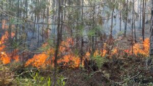 Incendio consume cientos de tareas de bosque en la sierra de Bahoruco, Pedernales