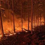 Incendio en Pelempito-Aceitillar entra en fase de liquidación, tras quedar bajo control
