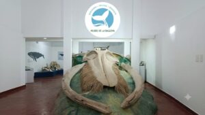 El Museo de la Ballena de Samaná, un refugio donde la ciencia y la historia gigante cobran vida