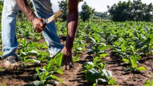 Reportaje- Productores y propietarios de equipos SJM agrícolas reclaman al gobierno pago deuda RD$500 millones