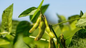 Soya de EEUU: El insumo invisible detrás del 30% de la producción avícola y porcina local