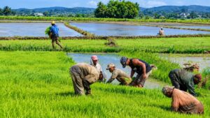 Cuando el arroz importado desplazó al productor haitiano: la historia que mira República Dominicana