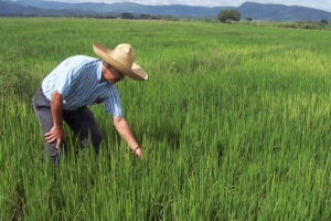 productores-arroceros-y-legisladores-muestran-preocupacion-por-derogacion-decreto-protegia-el-arroz