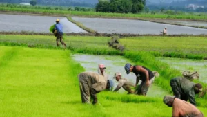 Migración realizará redadas en fincas y construcciones para procesar a quienes empleen indocumentados